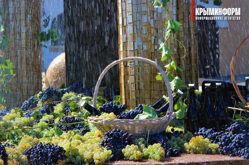 noviy svet vino17