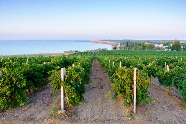 vino
