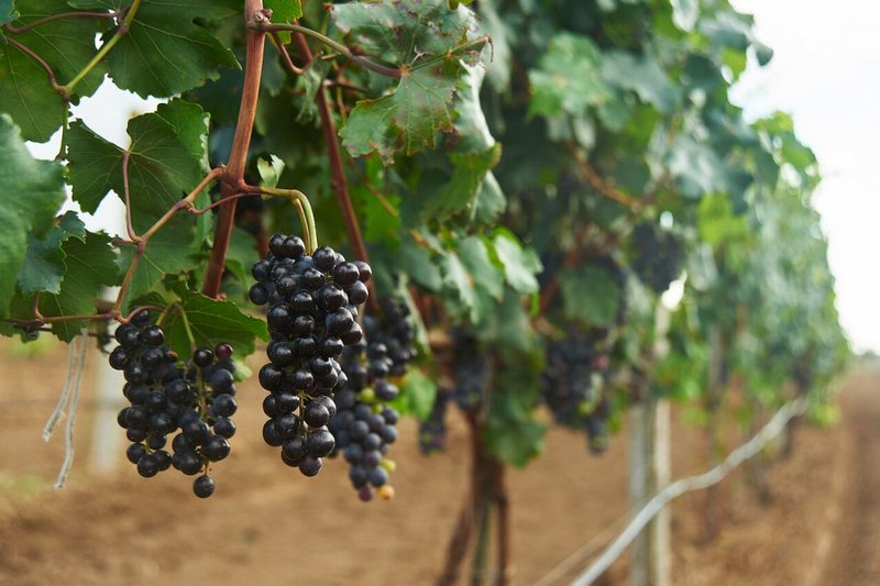 vinograd zah