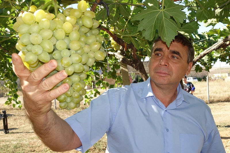 minselhoz vinograd