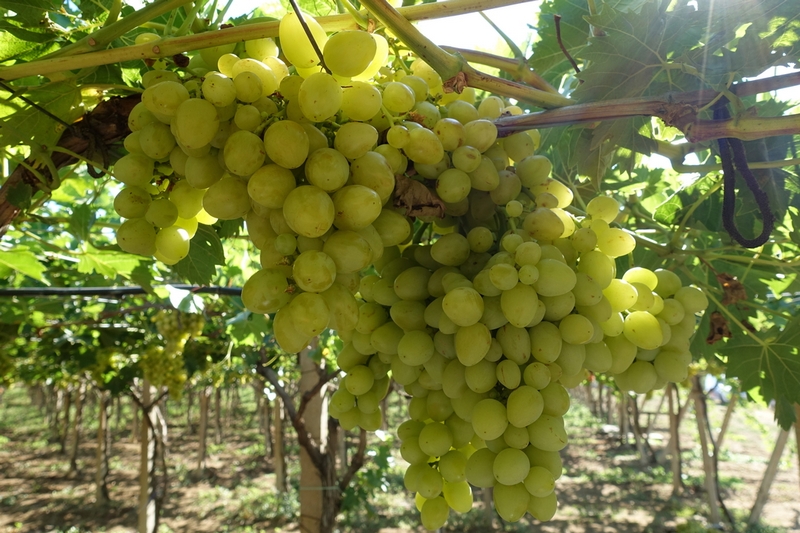 minselhoz vinograd2