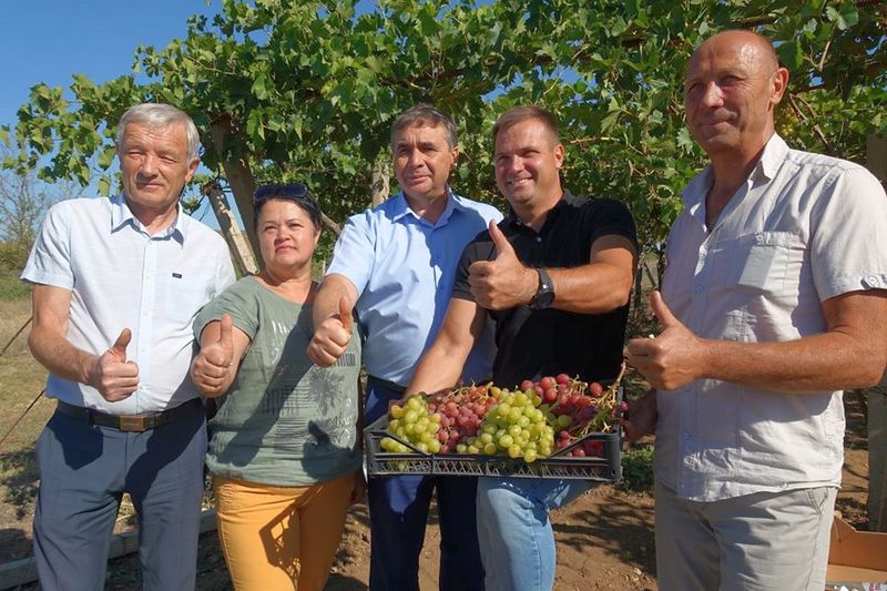 minselhoz vinograd5