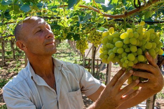 vinograd28