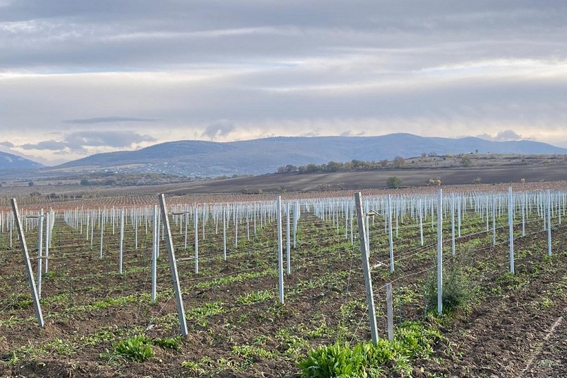 zakladka vinograd