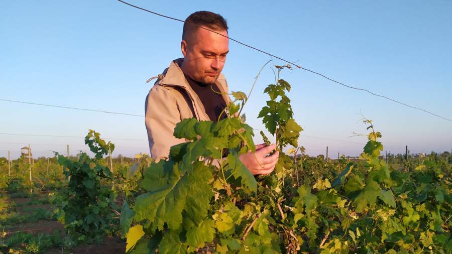 1vinograd