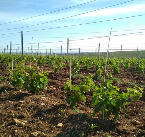 vinogradnik15