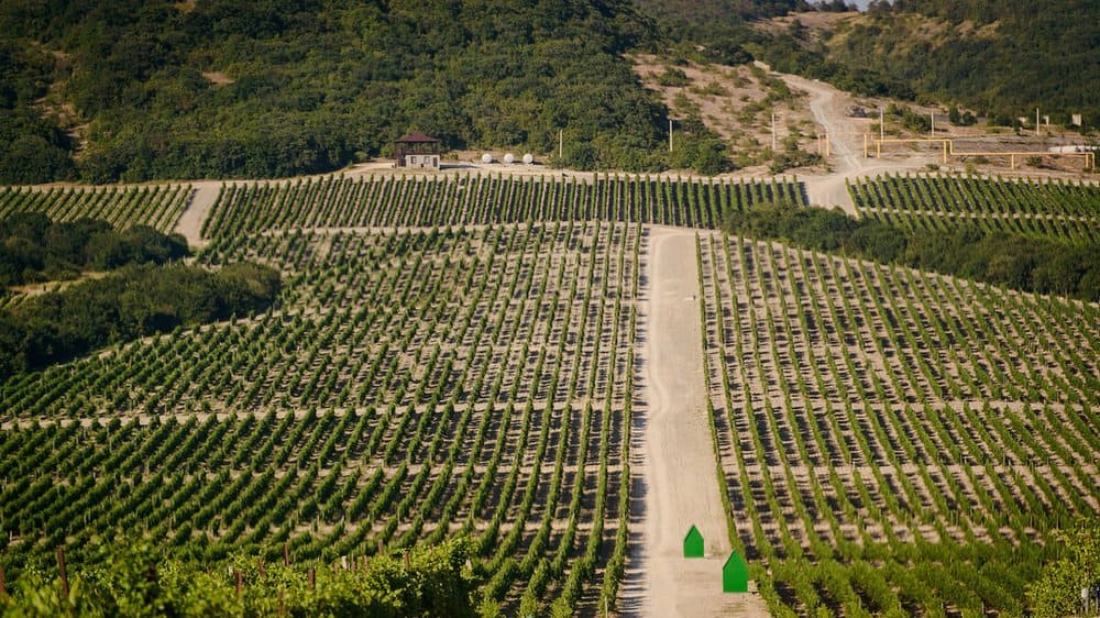 vinograd