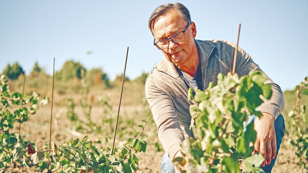 vinograd