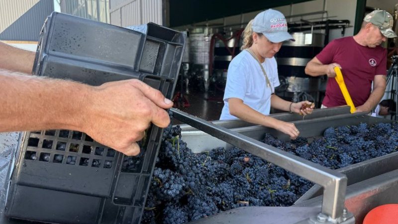 sev_vino