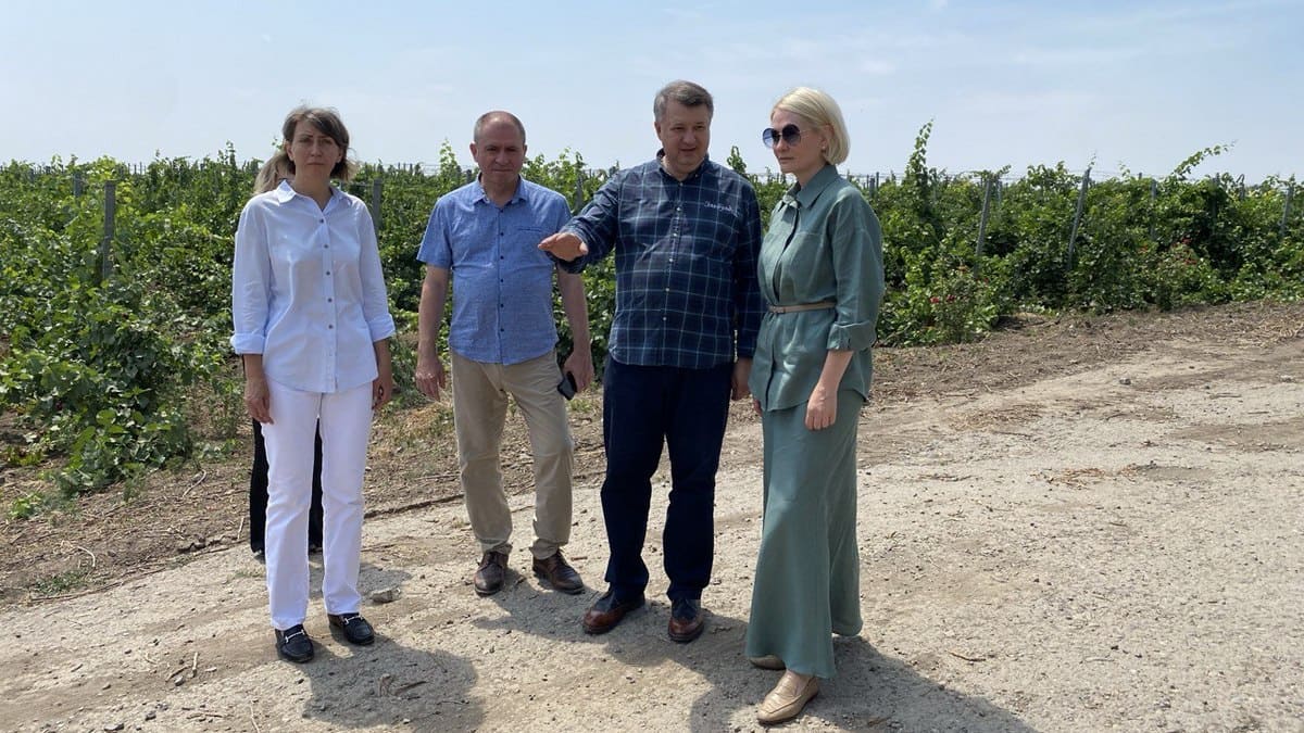 wine rostov