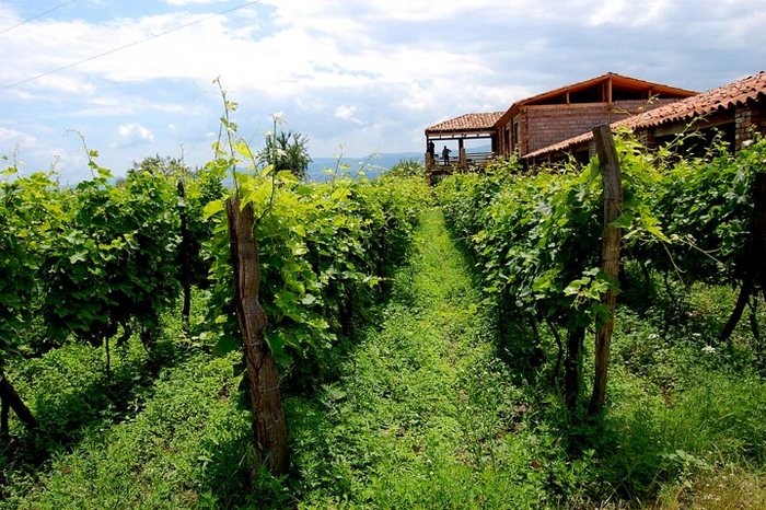 georgian-wine
