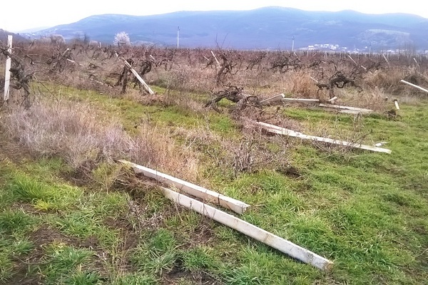zolotaya balka4