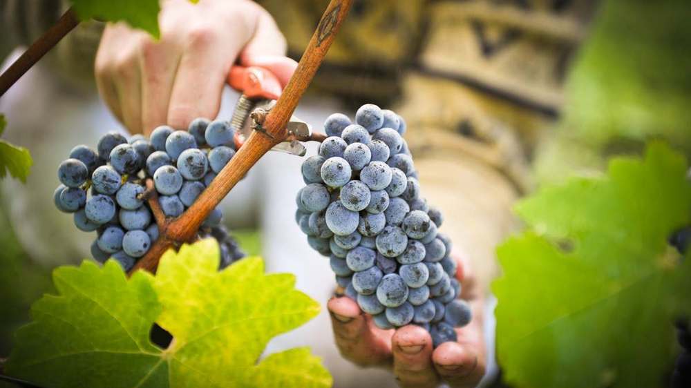agrotehimport grapes