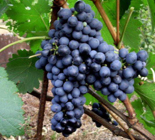 vinograd bastardo2