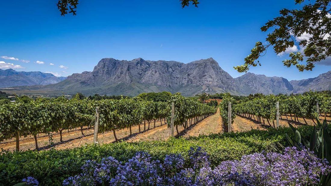 winery south africa1