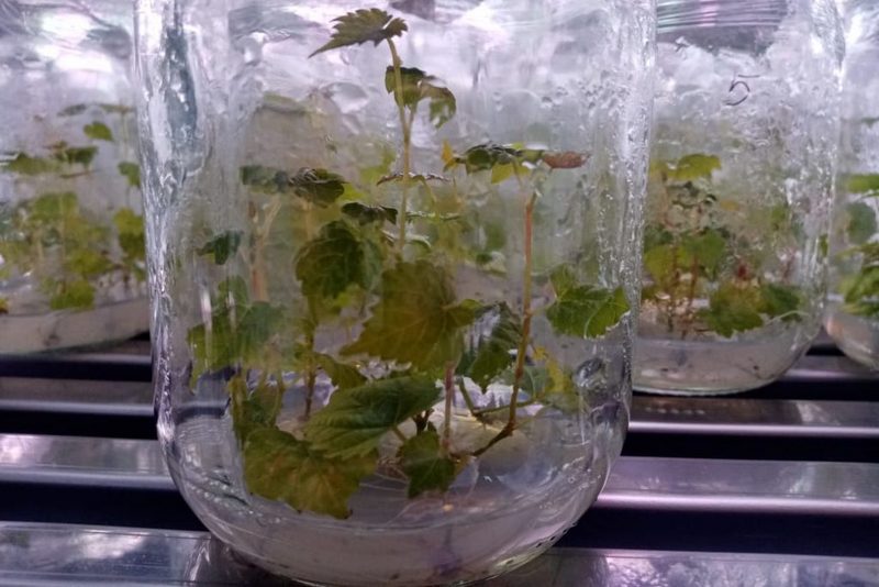 in_vitro