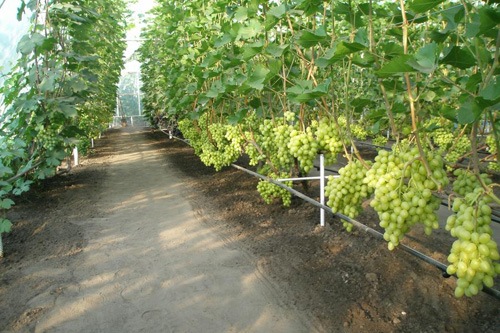 vinodelie3