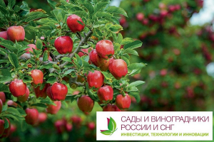 Перспективы импортозамещения плодово-ягодного сектора и виноградарства