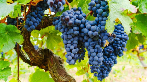 |||