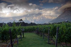 Минфин РФ с 2019 года предлагает отменить пониженный акциз на российское вино