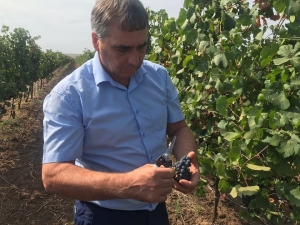 Андрей Рюмшин посетил виноградники ООО &laquo;Легенда Крыма&raquo; в Сакском районе