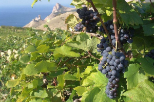 Объем производства вина в Севастополе снизится на 6% из-за прошлогодней засухи