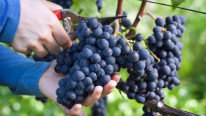 |||