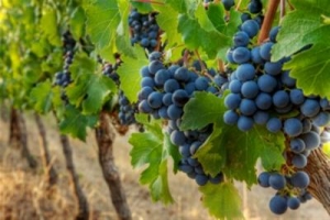 Российские вина