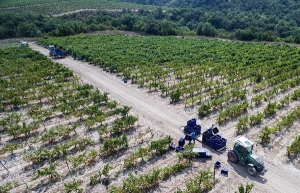 Российские виноградари ждут хороший урожай вопреки капризам погоды